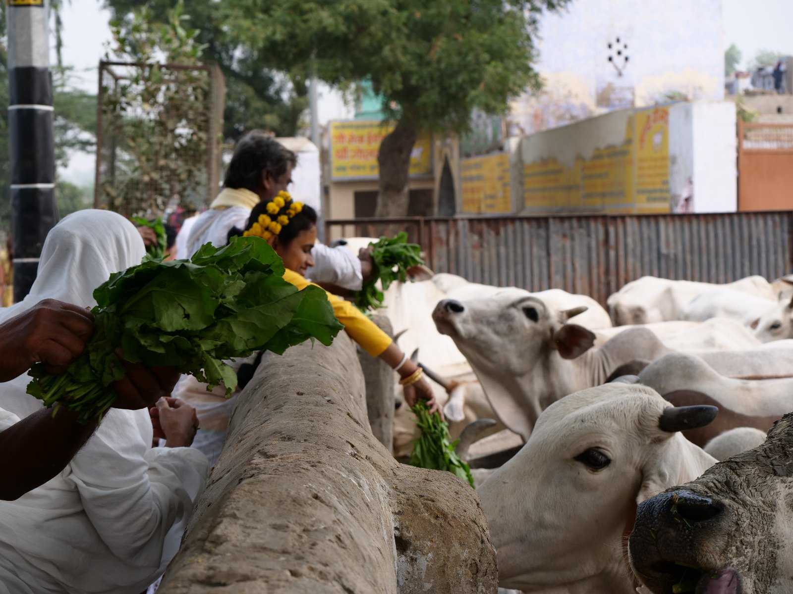  222 Gopashtami Radha kunda Govardhan 19.11.04